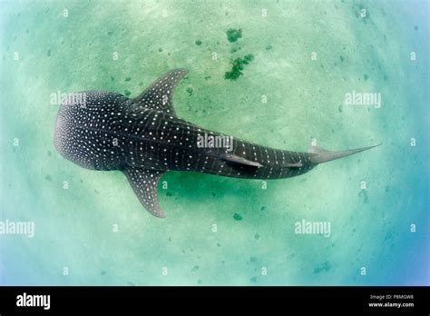 A Whale Shark From Above Each Individual Has A Unique Spot Pattern