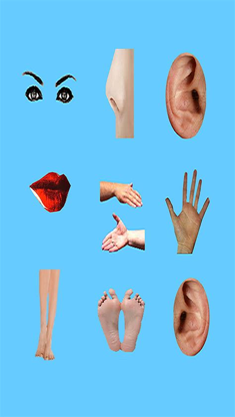 The body and the face: Body Parts - Basic