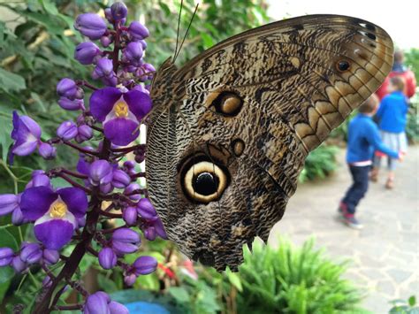 Ein weit verbreiteter schmetterling (quelle in friedrichsruh bei aumühle liegt der garten der schmetterlinge. Garten der Schmetterlinge - Eine exotische Welt - HH zu zweit