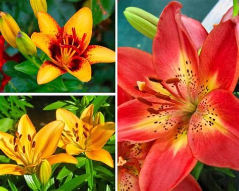 9 Beautiful Types Of Lilies From Scented To Unscented With Pictures