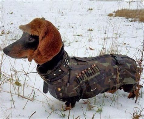 Dachund Huntingwheres That Cwazy Wabbit Animals And Pets Funny