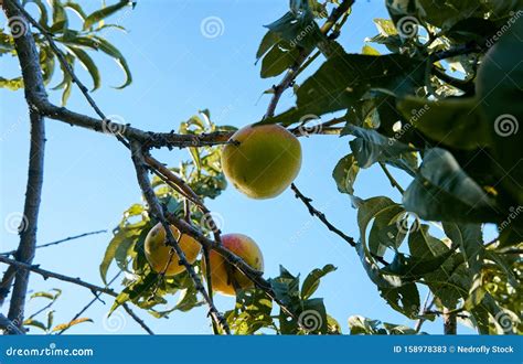 Yellow Peach On The Tree Stock Image Image Of Health 158978383