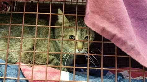 Female Feral Caught And Spayed 4 3 15 Kittens Cats Spay Neuter