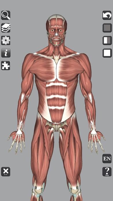3d Anatomy Learning For Windows Pc And Mac Free Download 2022