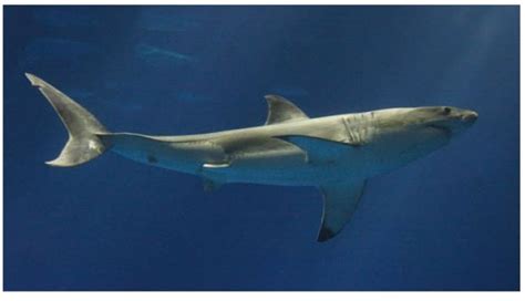 Aquarium Displays Great White Shark Practical Fishkeeping