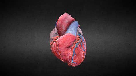 Corazón Humanahuman Heart Buy Royalty Free 3d Model By Anatomía