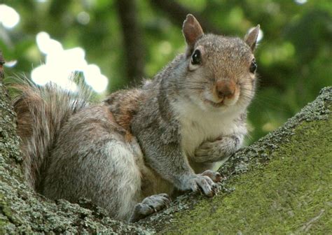 File20110619 Gray Squirrel Kensington Gardens London Uk 008cc