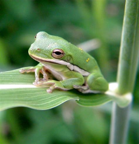 Light Green Tree Frog By Buzzyg On Deviantart