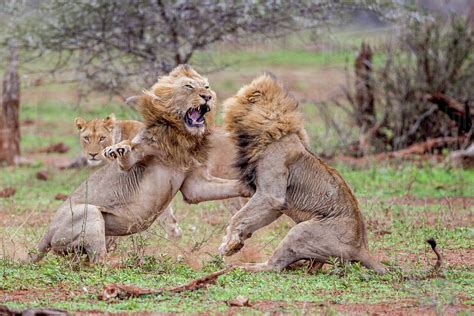 Um Homem Pode Lutar Com Um Leão