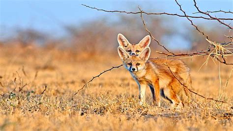Hd Wallpaper Wildlife Fennec Fox Nocturnal Fox Desert Fox Mammal