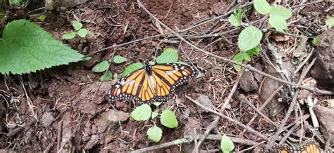 On A Visité Une Réserve Du Papillon Monarque Au Mexique Sierra Chincua 1