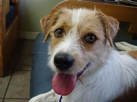 Adopt Mandy On Petfinder Dog Adoption Border Terrier