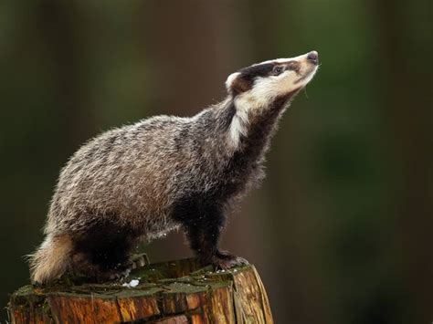 15 Animals Similar To Groundhogs Naturenibble