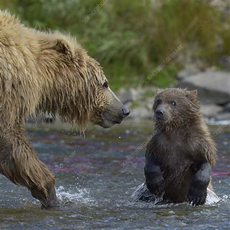 Grizzly Bear Mother And Cub In River Stock Image C0428196