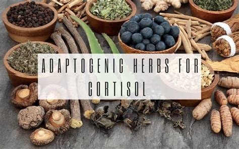 Adaptogenic Herbs For Cortisol List Of Top 4 Adaptogens