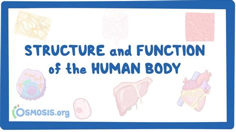 Structure And Function Of The Human Body Osmosis Video Library