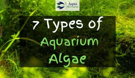 Types Of Aquarium Algae With Pictures Aquarium Views