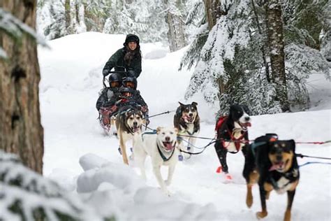 Whistler Dogsledding Tours Activities Whistler Reservations