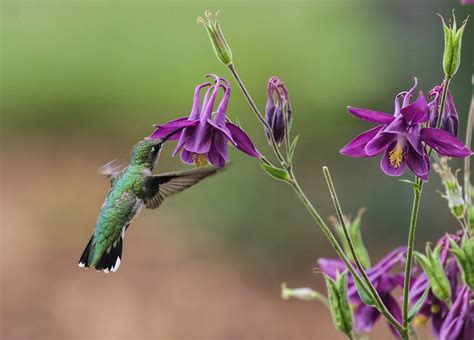 Hummingbird Birds And Blooms