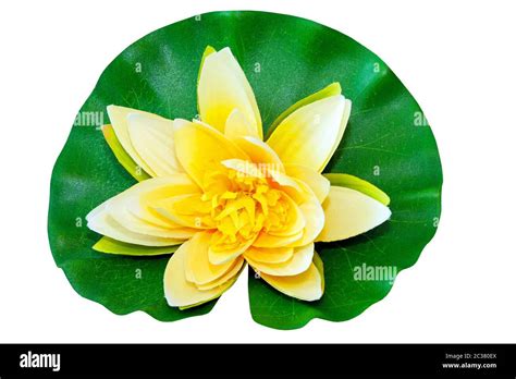 Yellow Water Lily Isolated Included Clipping Path Stock Photo Alamy