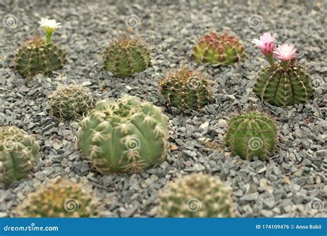 Green Cacti With Pink Flowers On Blur Background Stock Photo Image