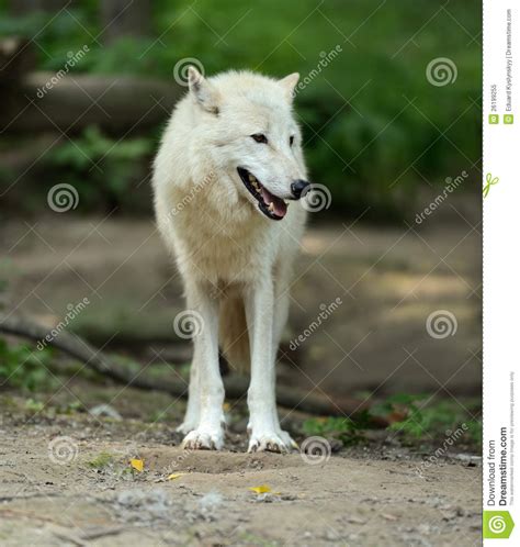 White Wolf In Forest Stock Image Image Of Fauna Looking 26199255