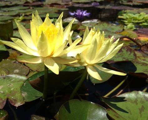 Yellow Water Lilies Water Lilies For Sale Water Lilies For Ponds