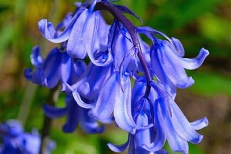 Blue Bell Flower Pictures Best Flower Site