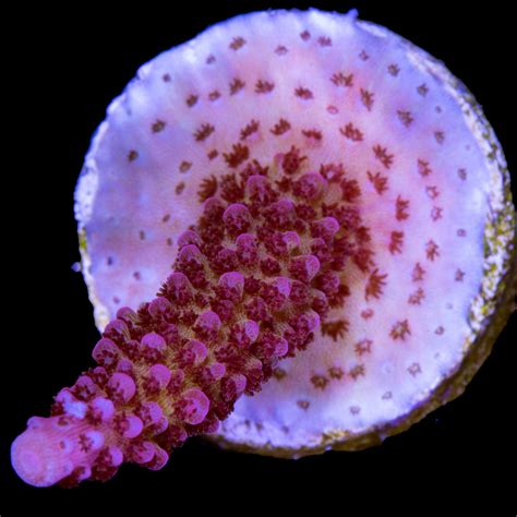 Pc Rainbow Acropora Coral Buy Live Coral For Sale Vivid Aquariums