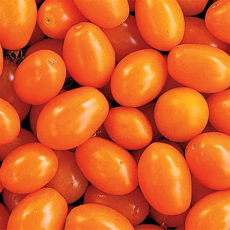 Orange Sunshine Hybrid Tomato Seed Seeds From Gurneys