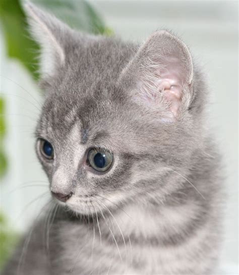 Filegray Kitten Wikimedia Commons