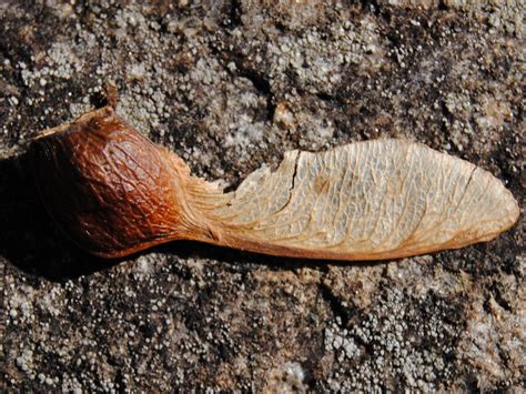 Maple Seed Free Stock Photo Public Domain Pictures