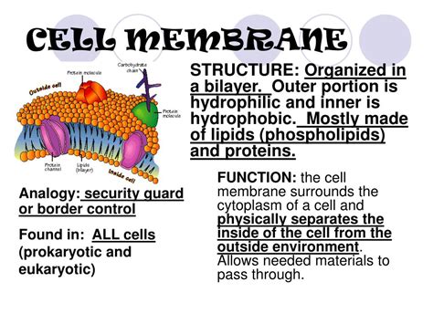 Cell Membrane Macromolecules Structure Cell Diagram