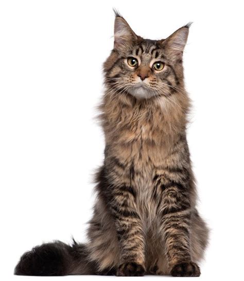 Whos That Cat The Maine Coon Gentle Giant Us Native Catster