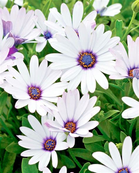 Cape African Daisy Flower Seeds Wildflower Drought Tolerant Blooming In