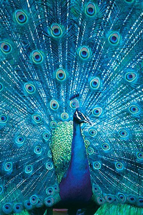 17 Best Images About Proud As A Peacock On Pinterest Peacocks Feathers And Peacock Bird