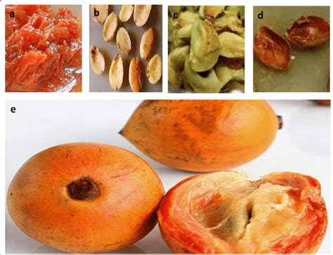 African Star Apple Fruit Parts A Pulp B Cotyledon C Seed Coat D