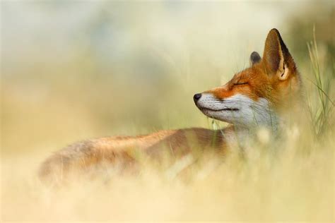 The Sleeping Beauty Wild Red Fox Photograph By Roeselien Raimond