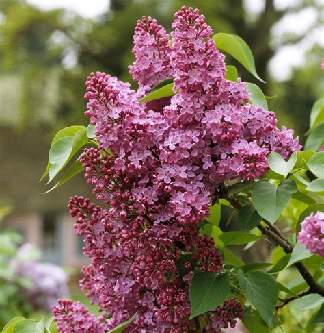 Best Fragrant Flowers For Your Garden Better Homes And Gardens