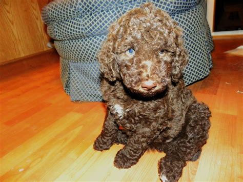 Small Standard Poodle Puppies Aussiedoodle And Labradoodle Puppies