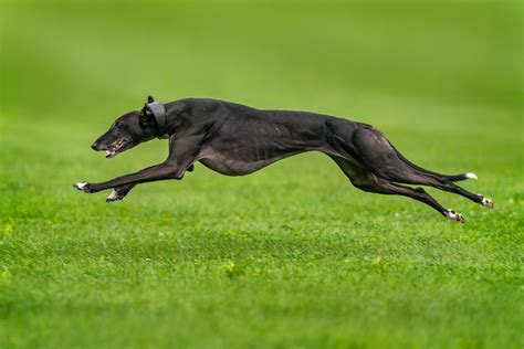 10 Fastest Dog Breeds