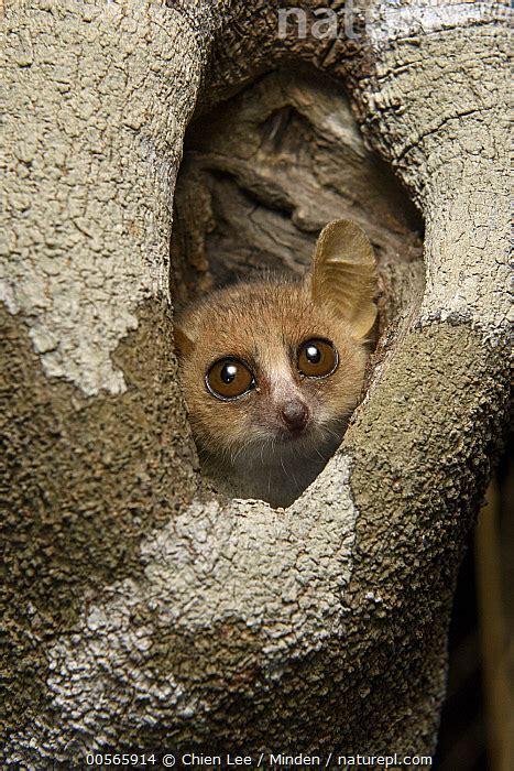 Stock Photo Of Gray Mouse Lemur Microcebus Murinus In Tree Hole