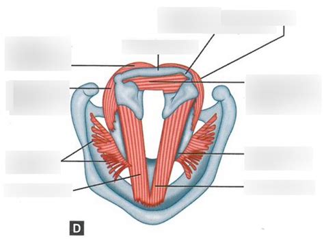 Intrinsic Muscles Of Larynx Superior View Diagram Quizlet