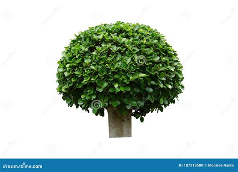 Bush Or Shrub Isolated On A White Background For Garden Decoration