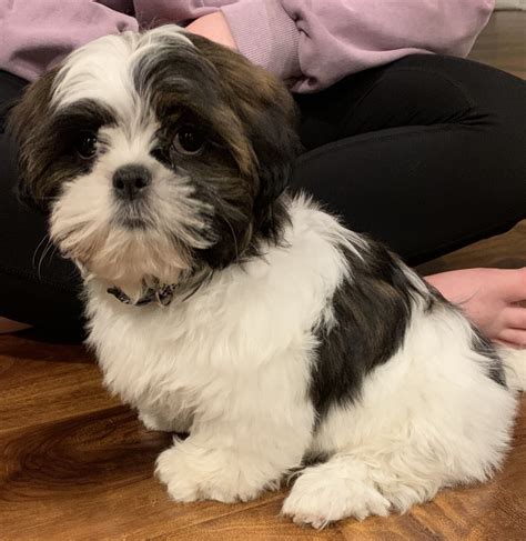 We make every effort to match each owner or family with the puppy that best suits him or her. Shih Tzu Puppies For Sale | Rochester, NY #325057