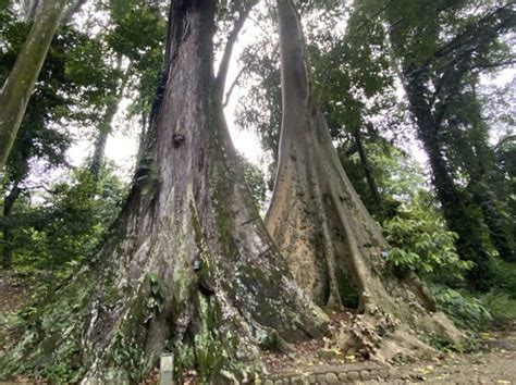 Mitos Pohon Jodoh Kebun Raya Bogor Jadi Daya Tarik Pengunjung