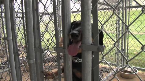 Prison Inmates Caring For Shelter Pets Youtube