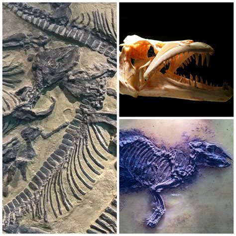 ¿cómo Reaccionaban En La Antigüedad Al Encontrar Fósiles De Dinosaurio