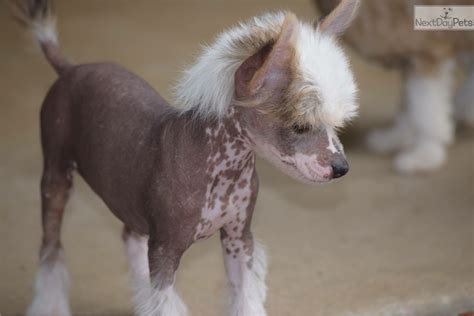 Chinese Crested Hairless Dog Price Bleumoonproductions