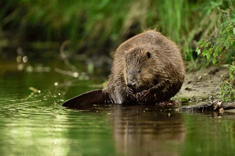 Re Visiting The Beavers Lodge Through The Eyes Of Rewilding